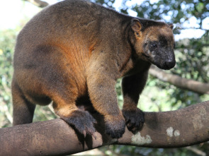 Wild Australia: El bosque del koala