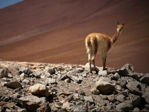 Wild 24 horas: La sabana africana