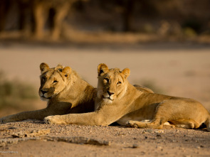 Los conquistadores del desierto de Namib