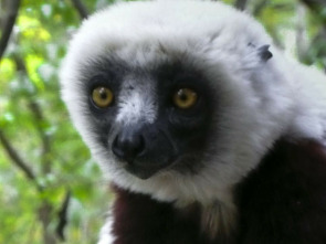 Madagascar: leyendas de la isla de los lémures