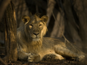 El tigre de Bengala: el rey de la selva