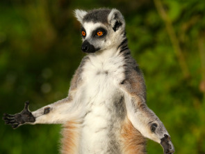 Lemures legendarios de Madagascar