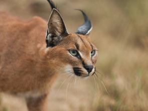 Wild Sudáfrica 