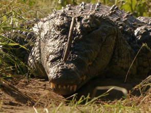 Wild Sudáfrica: Tierra de gigantes