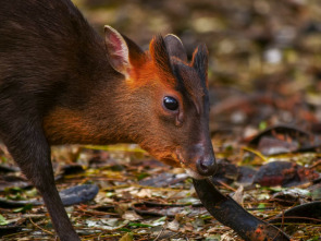 Wild Taiwán: la isla de la selva