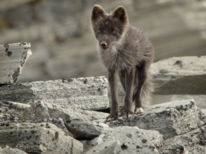 Wild Ártico: Desierto de hielo