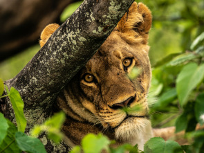 Okavango: el río de...: Infierno