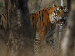 Misión crítica: tigres en la India