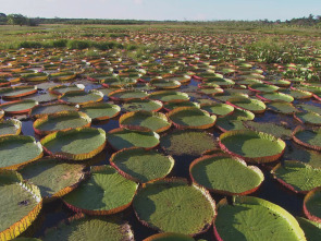 Los secretos naturales...: África