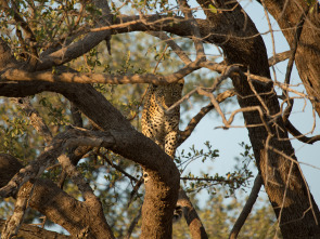 Diario de un leopardo adolescente