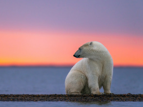 El reino del oso polar 