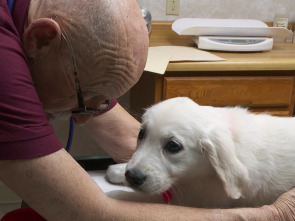 El increíble doctor Pol: Una montaña de casos gatunos