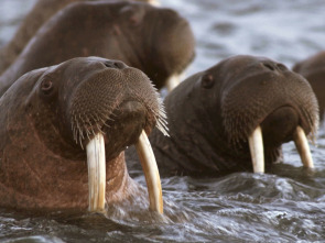 Los más letales de Alaska: el acecho del depredador