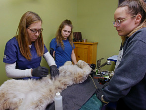 Veterinarios unidos de...: El rugido de la libertad