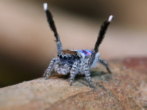 Monstruos de la naturaleza: bichos espeluznantes