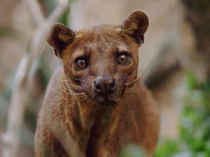 Los animales más raros de Madagascar 