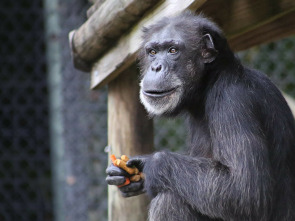 Los secretos del zoo:...: La pandilla de orangutanes