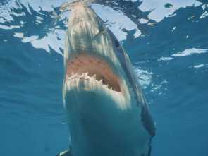 Tiburón toro invasor