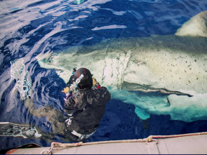 Gran tiburón blanco vs. tiburón tigre