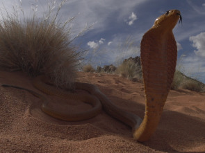 Serpientes de leyenda: Cobras