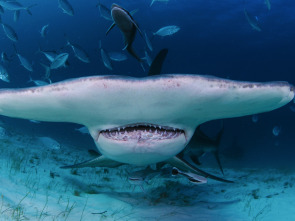 Cuando los tiburones...: Mordido en Balí