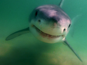 Los tiburones blancos de Cabo Cod