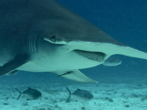 El ingenio del tiburón toro