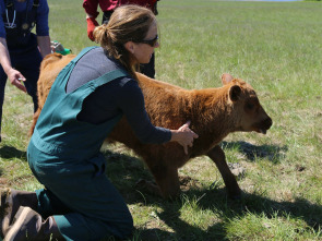 Una veterinaria... (T12): Tras los pasos de su madre