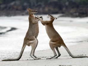 Australia extraordinaria: Bosques indómitos 