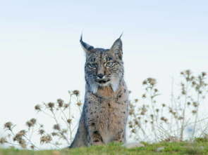 La tierra del lince ibérico 