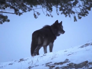 La llegada del lobo negro