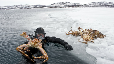 Invasores letales: El cangrejo gigante de Kamchatka