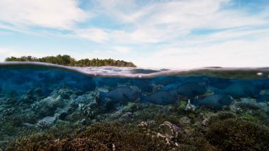 Planeta Azul II: Barreras de coral