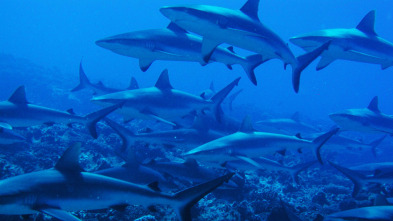 700 tiburones