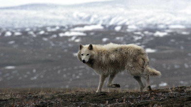 Lobos blancos: Fantasmas del Ártico