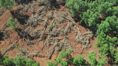 La vida secreta de los...: Madagascar: el bosque de los espíritus