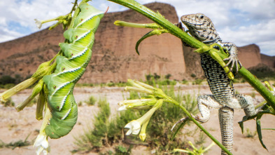 Planeta Verde: Mundos tropicales