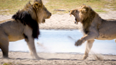 Leones del Kalahari: los reyes del desierto