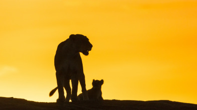 Leones contra hienas 