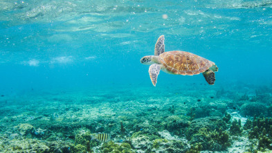 La Gran Barrera de Coral: la próxima generación