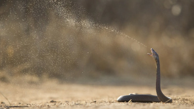 Serpientes extremas: Australia