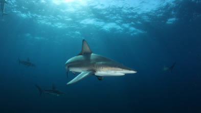 Planeta tiburón: Viajeros del océano