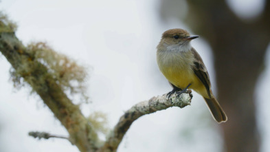 El ecuador: la línea...: Aguas cálidas