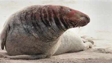 Las focas de la isla Sable