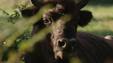 La odisea del bisonte europeo