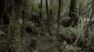 El misterio de las aves prehistóricas