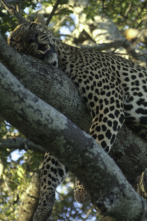 Animales: encuentros...: Lucha por la comida