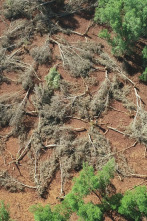 La vida secreta de los...: Madagascar: el bosque de los espíritus