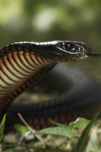 Serpientes extremas: Australia