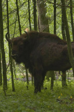 La odisea del bisonte europeo